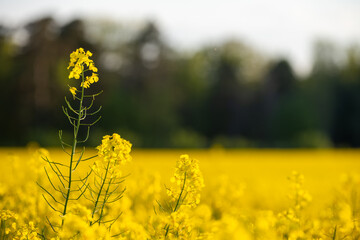Canola flower in evening sun