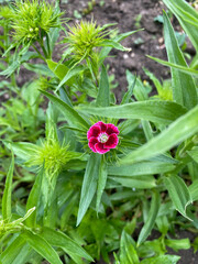 magenta Sweet william in bloom closeup view of it