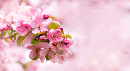 Fototapeta na wymiar Blooming branch with pink blossoming flowers on a delicate pink background with sparkles. Copy space