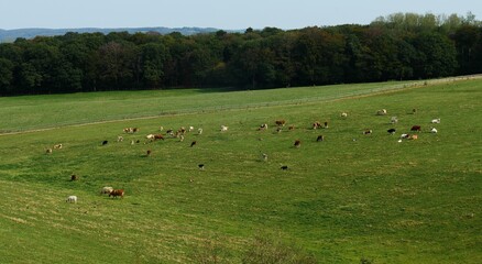A hilly landscape with a view to the horizon over a wooded mountain. In the foreground a green...
