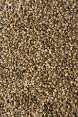 texture of hemp seed on white background
