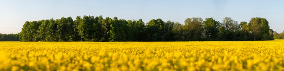 Panorama over canola field with small forest in background