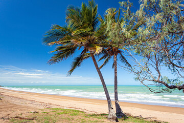 Notch Point Coconut Palm Tree Tropical Beach Queensland Australia