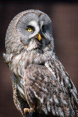 Close up portrait of a great grey owl or great gray owl, Strix nebulosa, as it looks back over its shoulder