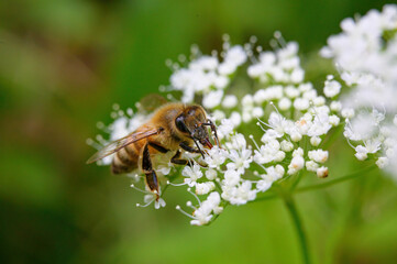 Ape in primo piano che succhia il nettare dal fiore bianco su cui si è posata