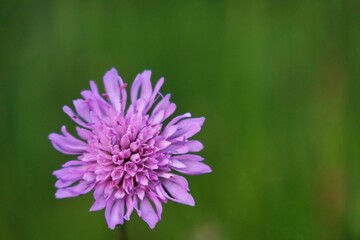 purple flowers blooming in a lush meadow in Liguria, Italy