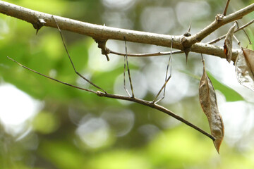 ナナフシモドキ