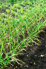 Growing garlic in the garden. Photo of the beds with garlic.