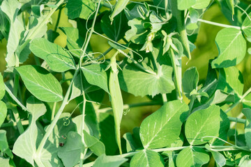 The cultivation of peas. Photo of growing peas in the garden.