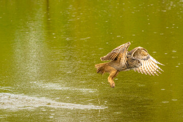 Detailed close up of a wild Eagle Owl. The bird of prey flies with outspread wings just above the water of a lake. Grabs the prey with its paws. Reflection in green water. Water splashed high