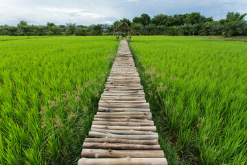 Fototapeta na wymiar wooden bridge in the rice field