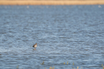 Redshank, Tringa totanus, wades with reflection in the water. The bird is looking for food in the sea