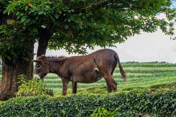 A donkey grazing under a fully leafed tree surrounded by vineyards