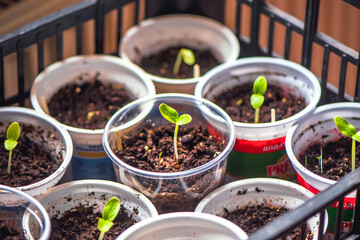 Gardening background. Young fresh seedling growing in pot
