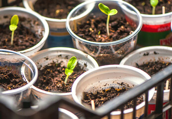 Gardening background. Young fresh seedling growing in pot