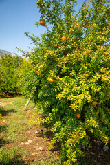 Fototapeta na wymiar Pomegranate gardens near Karain Cave, Antalya, Turkey