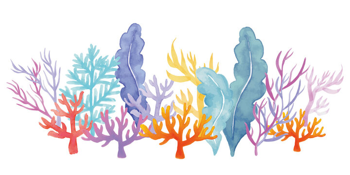珊瑚と海藻の水彩イラスト