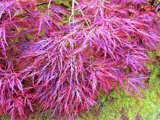 枝垂れ紅葉の葉