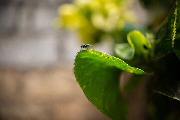 Amazing Zambian Housefly on a leaf, on a lope, beautiful burred backgrounds  