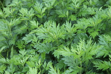 Yomogi(mugwort) growing in a shady garden