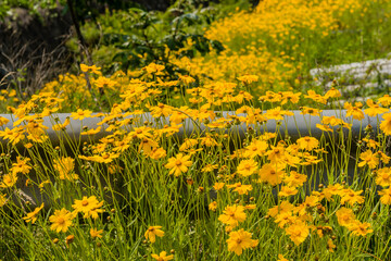 Closeup of bunch of yellow flowers growing in rural field.