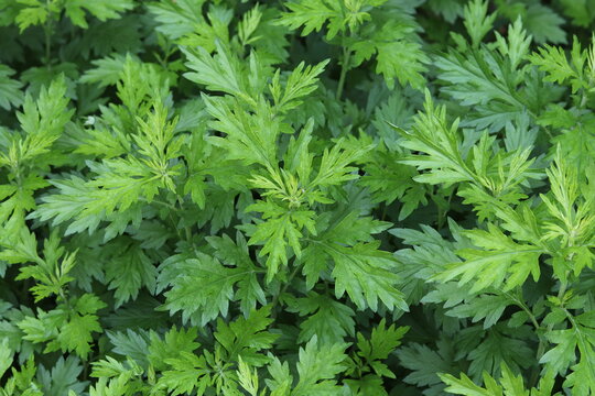 Yomogi(mugwort) growing in a shady garden