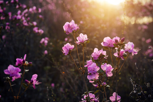 Delicate pink rhododendron flowers in the sunlight, blurred background, close-up. Sunset or sunrise in blooming garden. Maralnik bushes in the Altai mountains in early spring.