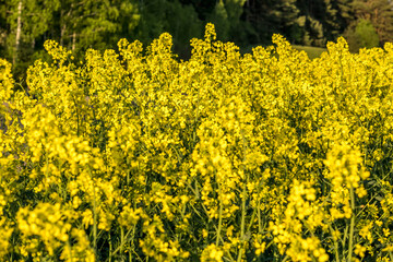 Field of beautiful springtime golden flower of rapeseed is plant for green industry