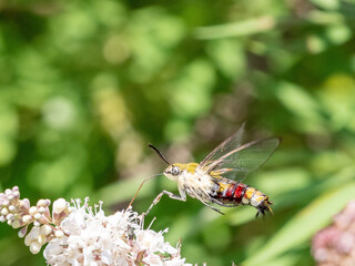 オオスカシバの吸蜜