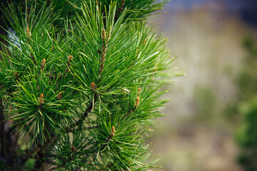 Spruce or pine branch, close-up, blurred background. Green needles of a taiga tree in the sunlight.