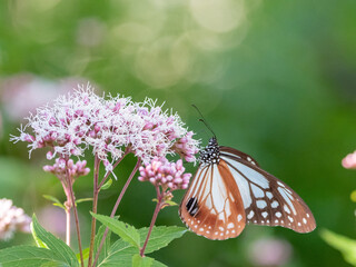アサギマダラとフジバカマ