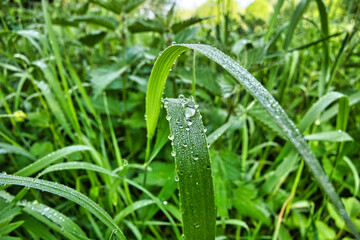 Gras mit Morgentau Makro