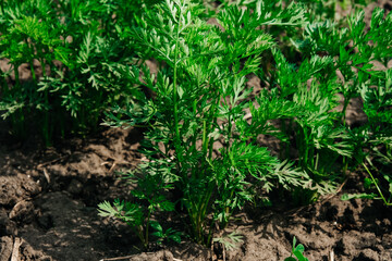 Garden. Garden bed with plants in the garden. Fresh carrots. Seedlings