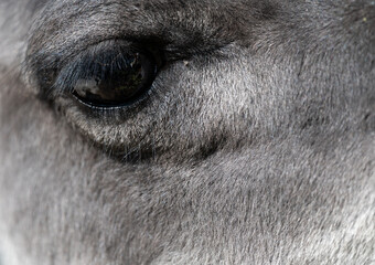 closeup of an alpaca eye