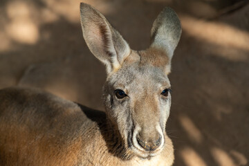 the closed-up kangaroo outdoor portrait 