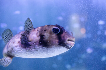 海中を泳ぐイシガキフグ © Kazu8