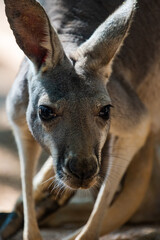 the closed-up kangaroo outdoor portrait 