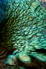 Obraz premium vivid colorful peacock feather background