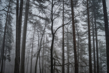 Fototapeta na wymiar morgendlicher Nebelspaziergang im Wald