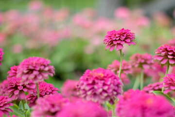 Flowers zinnia elegans (Common zinnia), Flower background, Is a single leaf herbaceous plant with a...