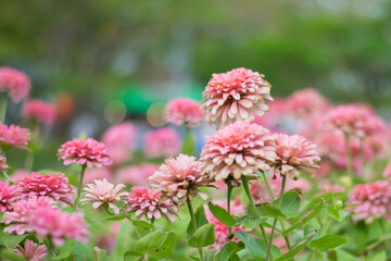 Flowers zinnia elegans (Common zinnia), Flower background, Is a single leaf herbaceous plant with a bouquet of red, pink, orange as an ornamental plant.