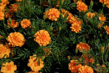 Marigolds shades of yellow and orange, Floral background (Tagetes erecta, Mexican marigold, Aztec marigold, African marigold), at Suan Luang Rama 9 Park