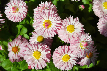 Fototapeta premium Pink daisies Bellis perennis. Colorful multicolored ornament from blooming pink daisies on green grass.