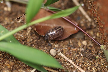 Roly poly on the ground