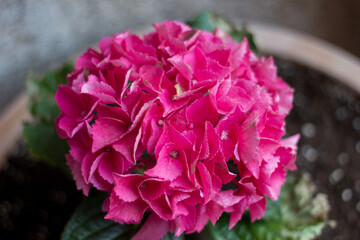 Close-up fuchsia hydrangea flower in a garden