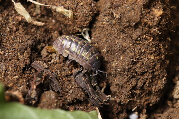 Roly poly on the ground