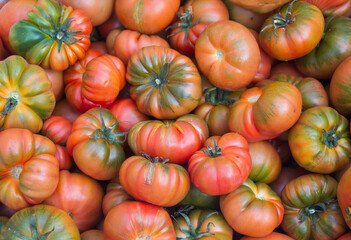 Ecological, healthy and juicy tomatoes