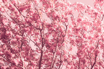 pink flowers of sakura, japanese cherry. summer background, blooming. beautiful spring park. selective focus