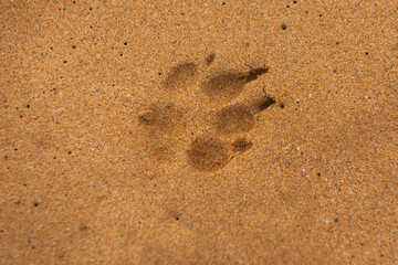 Dog footprints in the sand. Animal foot print on sand. Copy space.