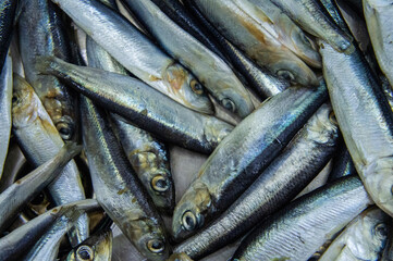 Fresh Baltic herring fish close-up. Macro Photo